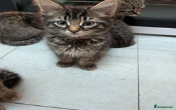 Domestic Shorthair cats for sale: Babies ready for their new homes NOW 🥰 - Image 22