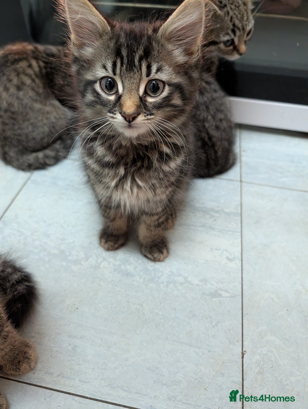 Domestic Shorthair cats for sale: Babies ready for their new homes NOW 🥰 - Image 22