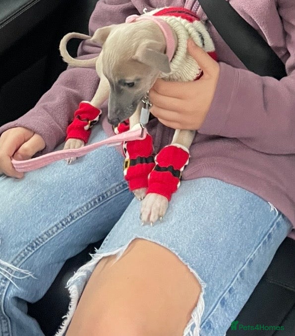 Mixed Breed dogs Italian Greyhound X, 10 week old girl 🎀🐾🐕 - Advert 5