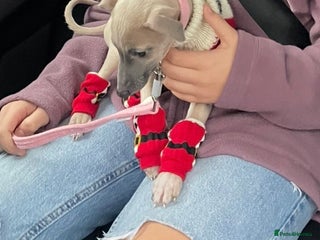 Mixed Breed dogs Italian Greyhound X, 9 week old girl 🎀🐾🐕 - Advert 5