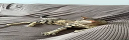 Bengal cats for sale: Stunning F5 Savannah × Sepia Bengal Male - Advert 3