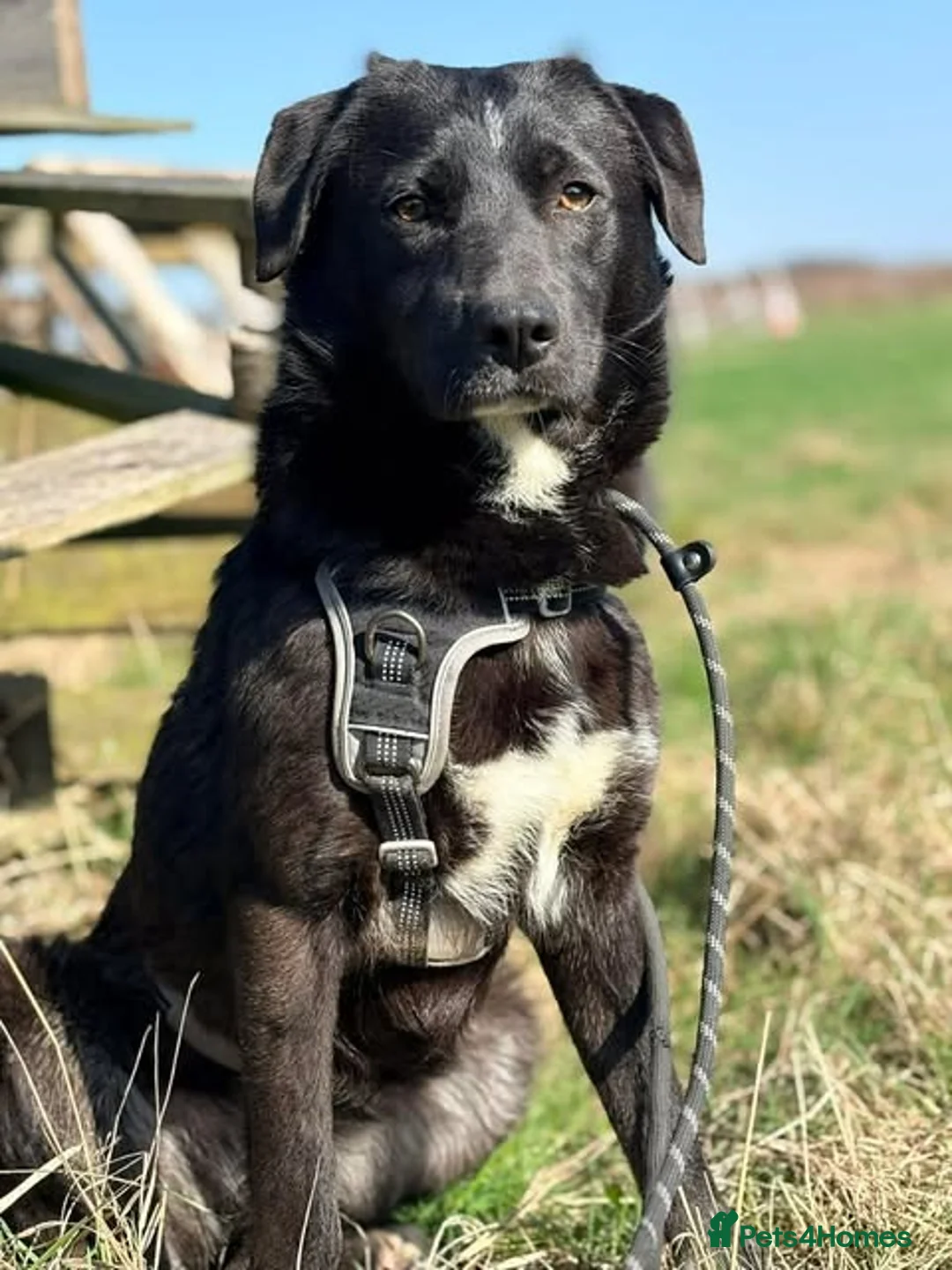 Mixed Breed dogs for adoption: Meet Margot, currently residing in Essex - Advert 1