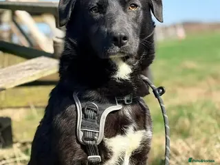 Mixed Breed dogs Meet Margot, currently residing in Essex - Advert 3