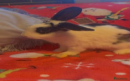Mixed Breed rabbits for sale: Mini lop cross boys - Image 2