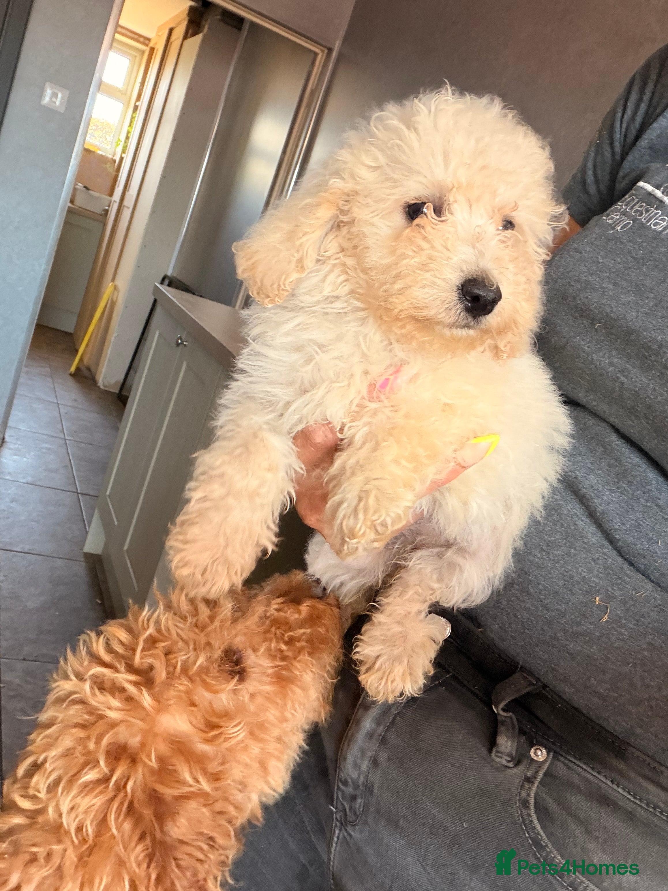 Cockapoo dogs Reduced F1b cockerpoos ready today   - Advert 2