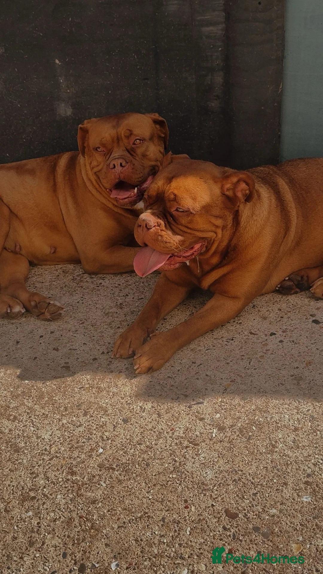Dogue De Bordeaux dogs for sale: Beautiful 2 year old dogue de Bordeaux  - Advert 2