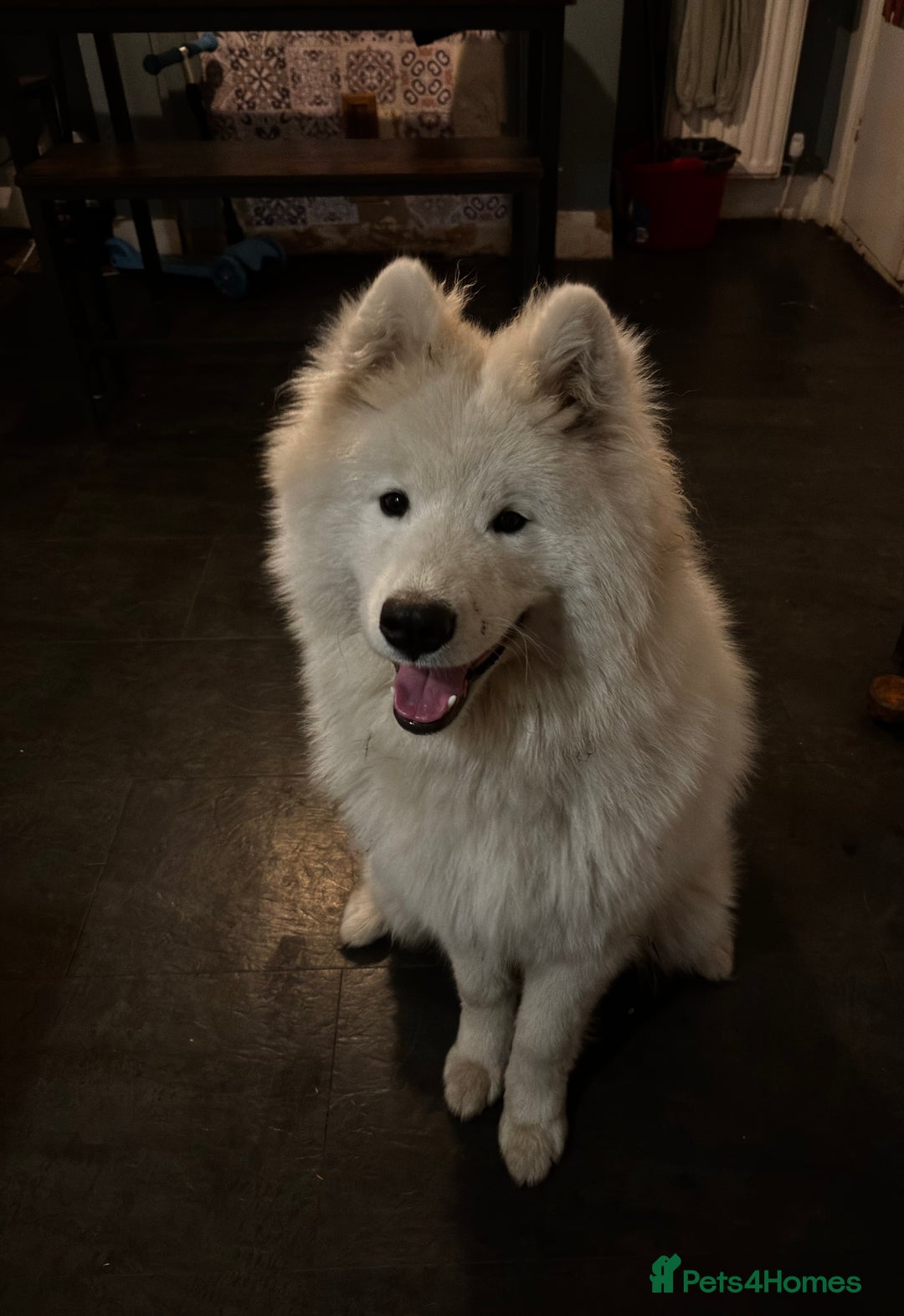 Samoyed dogs for sale: Talkative loveable male Samoyed  - Advert 5