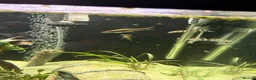 Other/Mixed Breed fish for sale: 2 Siamese algae eater fish  in Purley - Advert 10