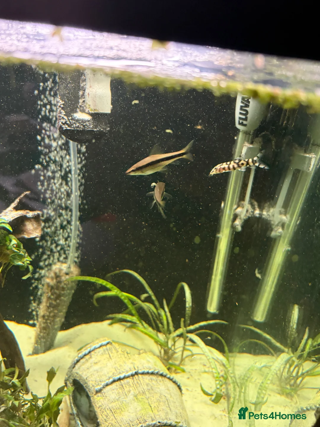 Other/Mixed Breed fish for sale: 2 Siamese algae eater fish  in Purley - Advert 10