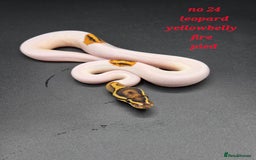 Python Snake reptiles for sale: Various ball python's  - Image 15