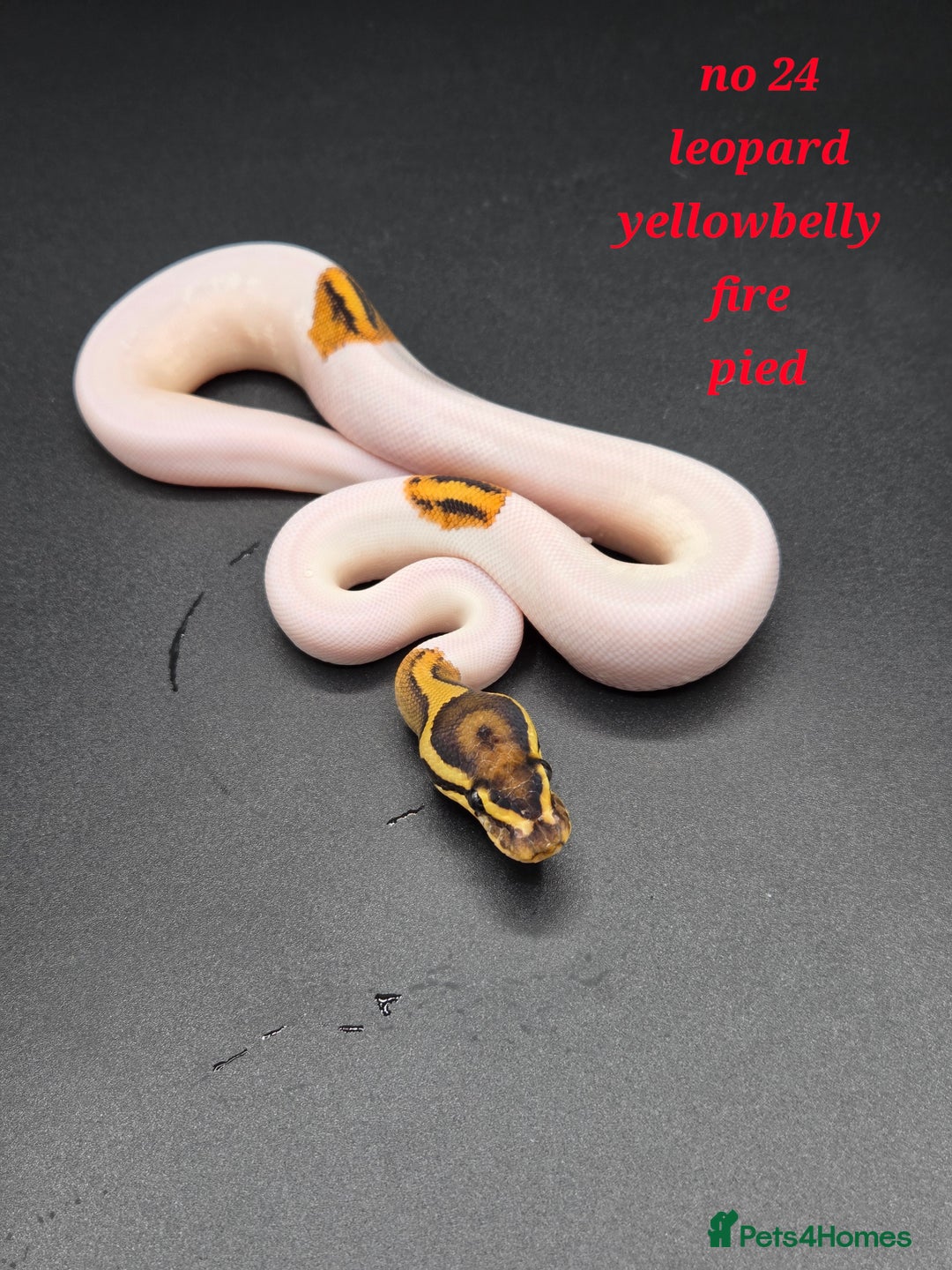 Python Snake reptiles for sale: Various ball python's  - Image 15