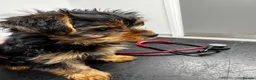 Yorkshire Terrier dogs for sale: ❣️Yorkie Boy 🐶 Ready Now Family Raised ❤️ - Advert 3