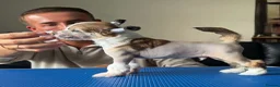 Chinese Crested dogs for sale: Outstanding Chinese Crested Babies in Spennymoor - Advert 2