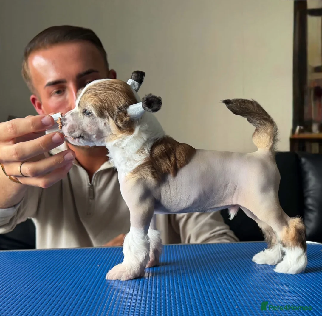 Chinese Crested dogs for sale: Outstanding Chinese Crested Babies in Spennymoor - Advert 2