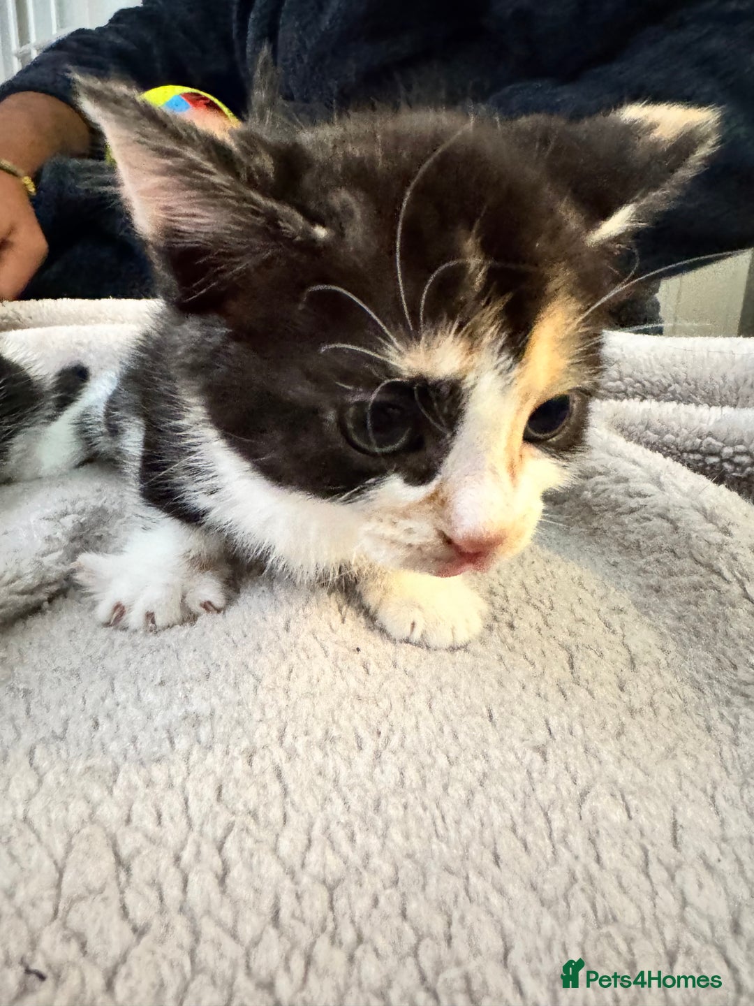 Bengal cats for sale: Bengal x British short hair kittens ready soon 15t - Advert 13