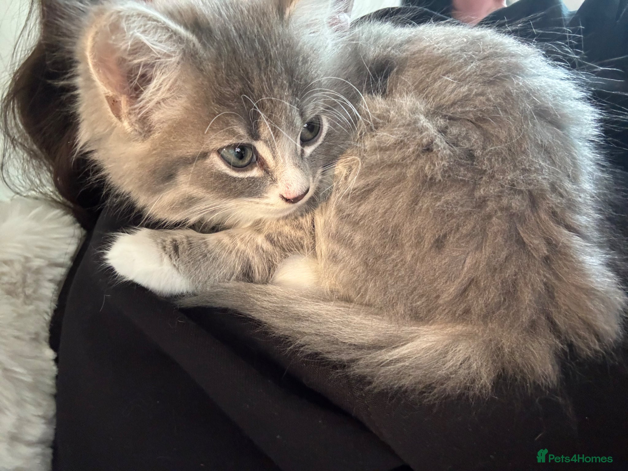 Mixed Breed cats 4 gorgeous kittens ✨ - Advert 16