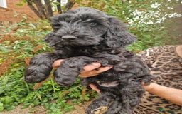 Cockapoo dogs for sale: SIMPLY UNIQUE SHOW TYPE F1b COCKAPOOS - Image 36