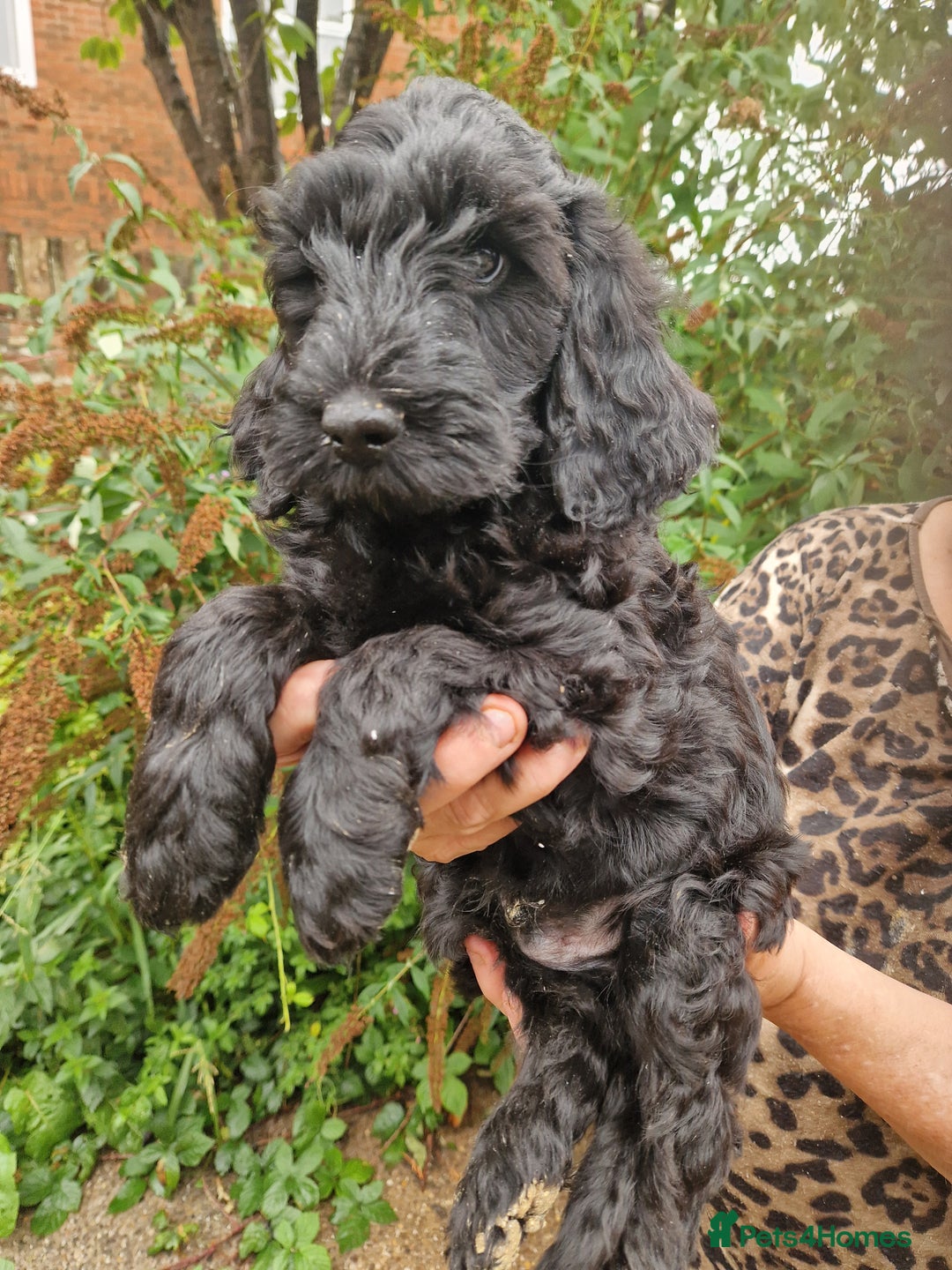 Cockapoo dogs for sale: SIMPLY UNIQUE SHOW TYPE F1b COCKAPOOS - Image 36