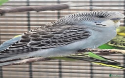 Budgerigars birds for sale: Budgies  - Image 10