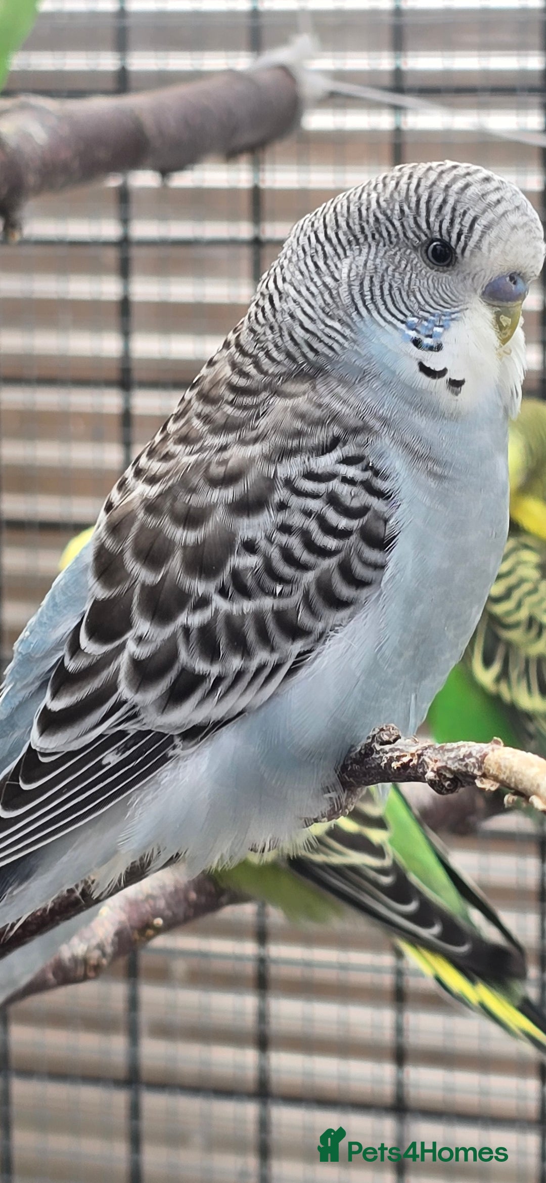 Budgerigars birds for sale: Budgies  - Image 10