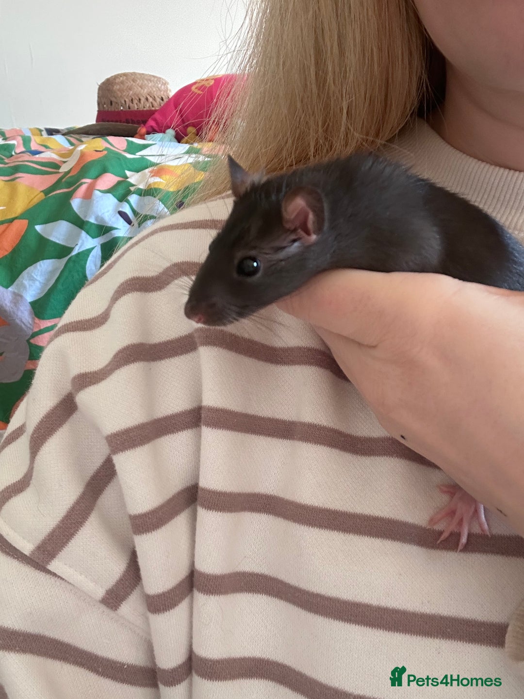 Rat rodents for sale: Baby girl rats - Advert 8