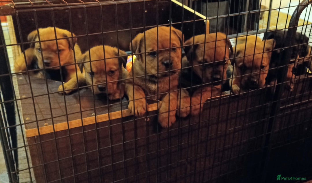 Mixed Breed dogs for sale: Rottweiler - Advert 7