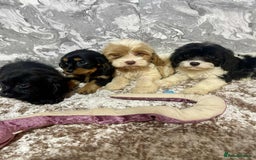 Cavalier King Charles Spaniel dogs for sale: Quality cavalier King Charles spaniel pups - Image 4