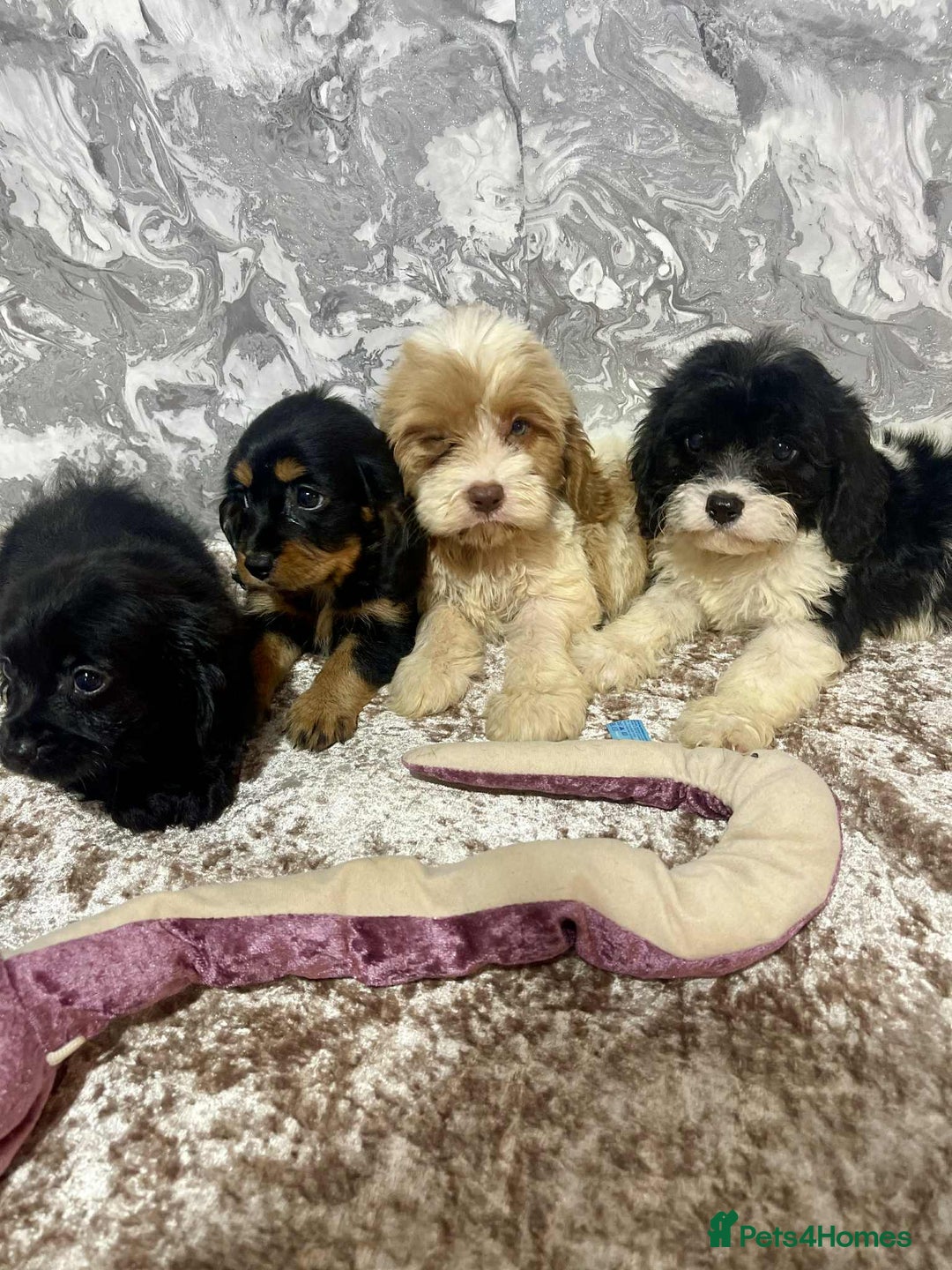 Cavalier King Charles Spaniel dogs for sale: Quality cavalier King Charles spaniel pups - Image 4
