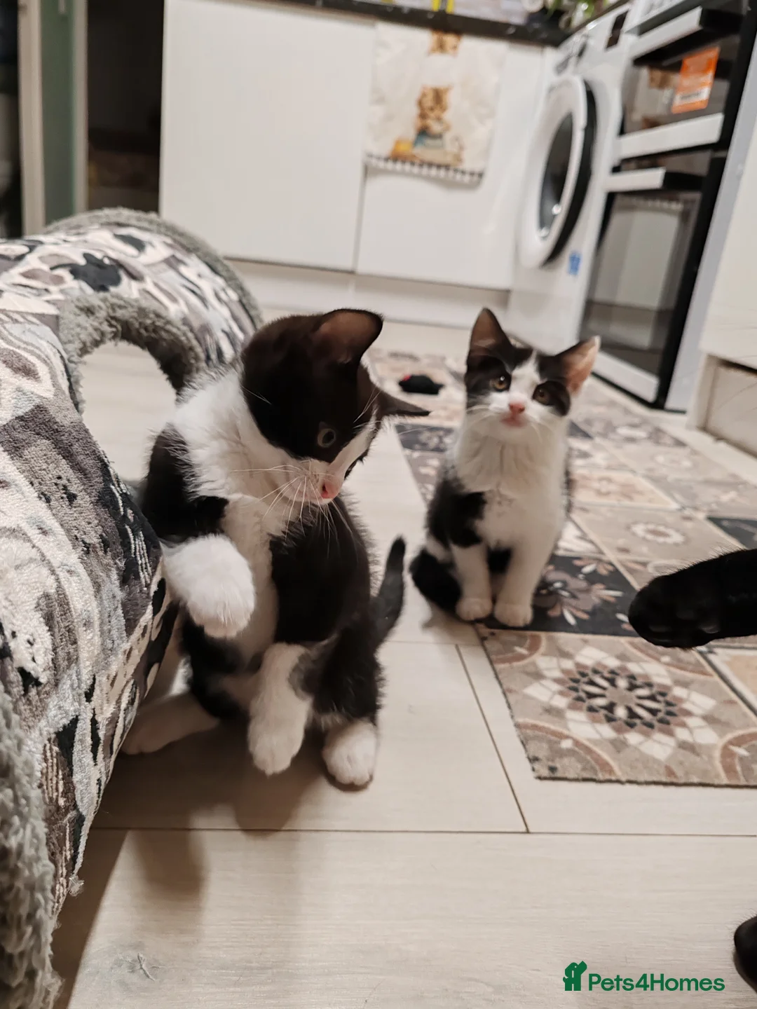 Mixed Breed cats for sale: Loving kittens are looking for a new home - Advert 4