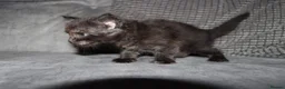 Maine Coon cats for sale: Gorgeous maine coon kittens (2 poly) - Advert 6