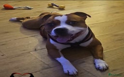 Staffordshire Bull Terrier dogs for sale: 🥨THE BEST OF BOTH WORLDS🥨 - Image 8