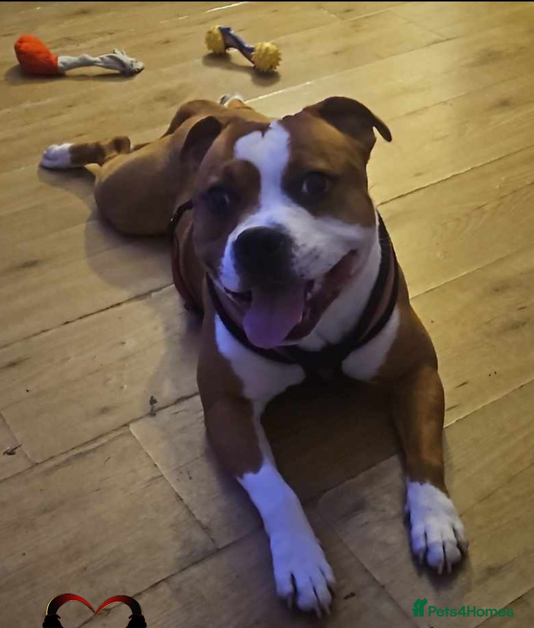 Staffordshire Bull Terrier dogs for sale: 🥨THE BEST OF BOTH WORLDS🥨 - Image 8