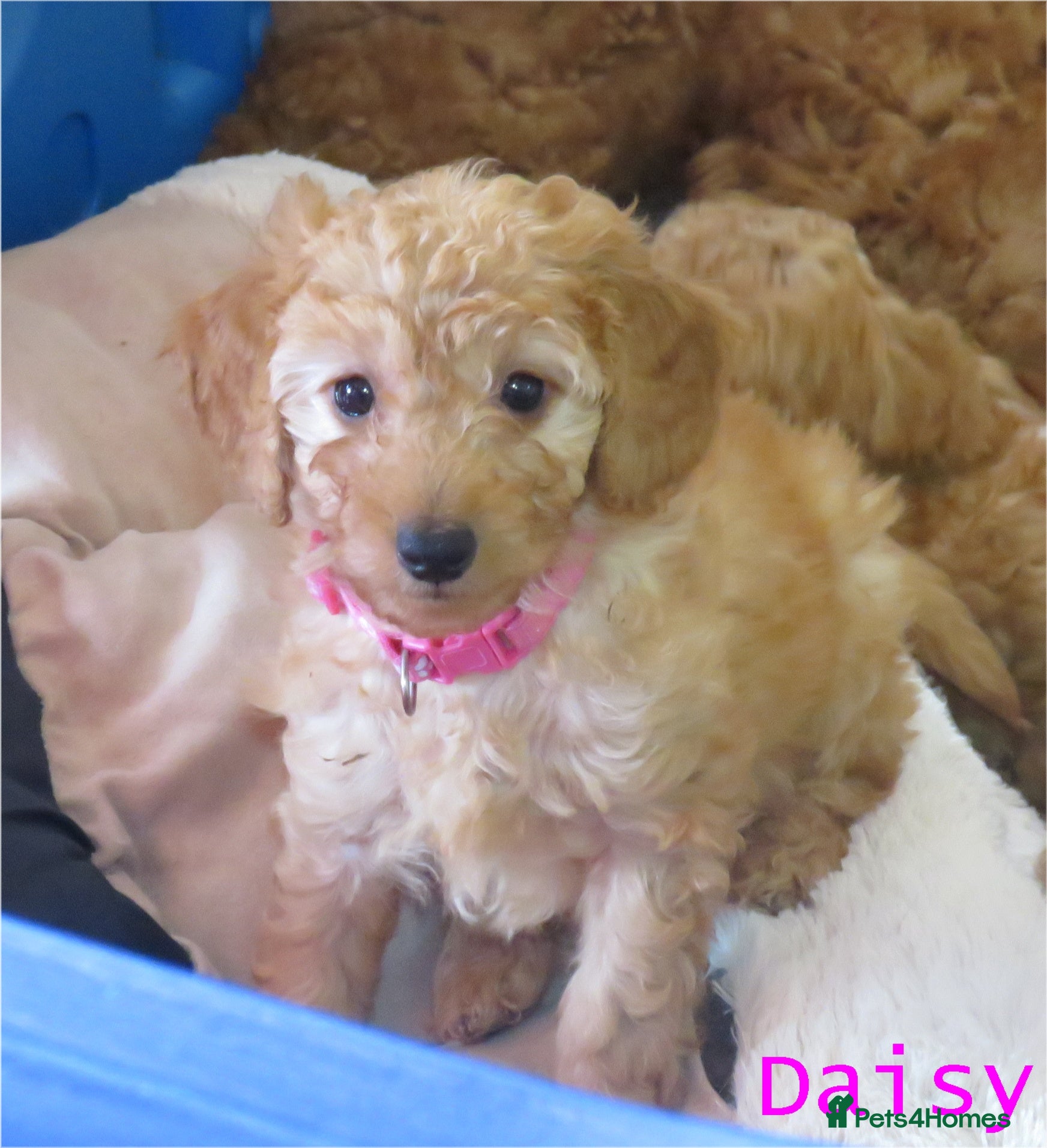 Cockapoo dogs Beautiful DNA Health tested Cockapoos - Advert 15