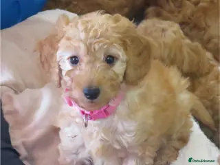 Cockapoo dogs Beautiful DNA Health tested Cockapoos - Advert 15