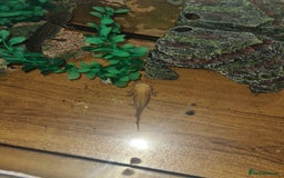 Axolotl reptiles for sale: 2 x axoltl + tank and food - Advert 2