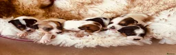 Mixed Breed dogs for sale: Beautiful parson jack Russells - Advert 9