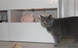 British Shorthair cats for sale: Ready Now British shorthair Amazing kittens - Advert 4