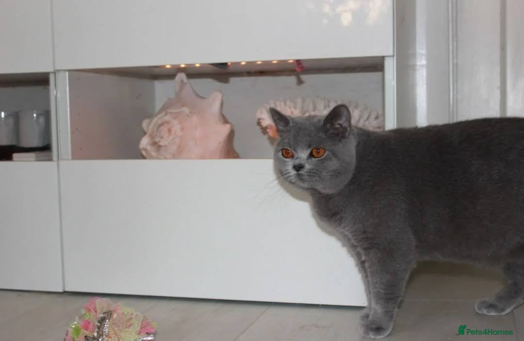 British Shorthair cats for sale: Ready Now British shorthair Amazing kittens - Advert 4