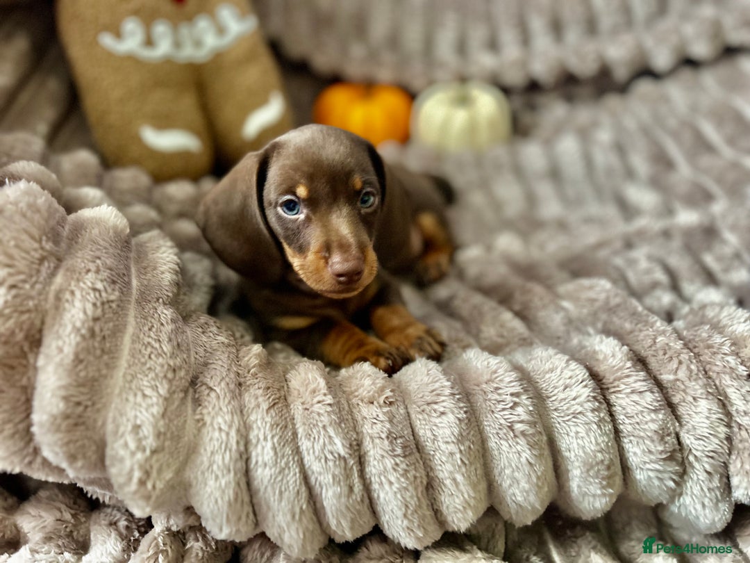 Dachshund dogs for sale: Dachshunds mini puppies   - Image 14