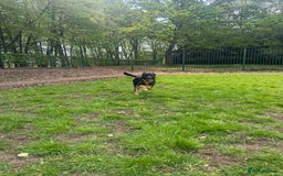 Mixed Breed dogs for sale: Shollie puppies  - Image 5