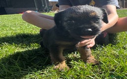 Border Terrier dogs for sale: Border terrier puppies for sale - Image 4
