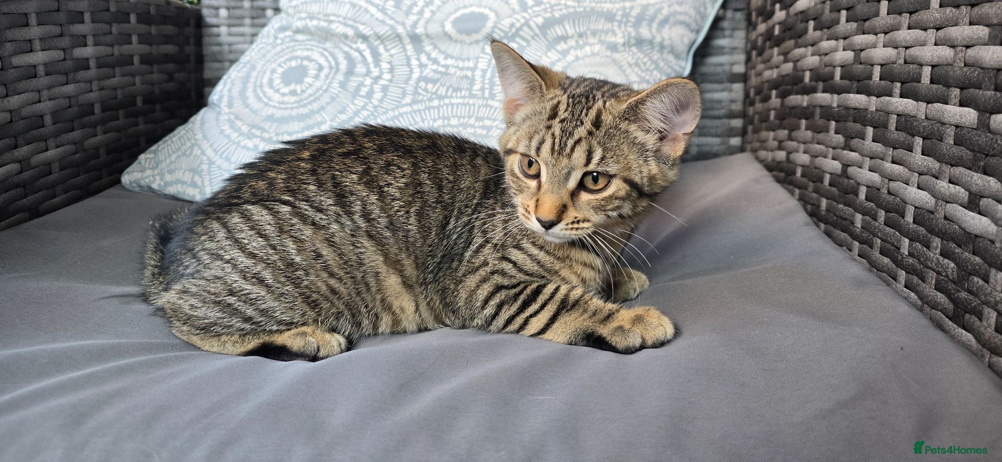 Mixed Breed cats 2 Kittens for adoption - must go together - Advert 1