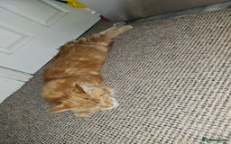 Maine Coon cats for sale: Male main coon - Image 2