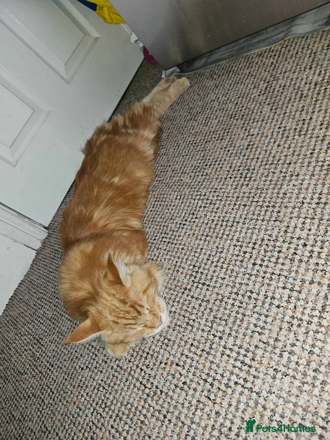 Maine Coon cats for sale: Male main coon - Image 2