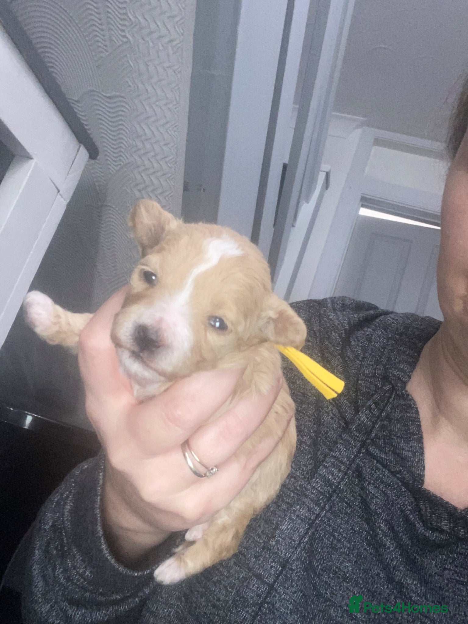 Maltipoo dogs f1 TOY maltipoos,parents dna health clear🏆blood - Advert 17