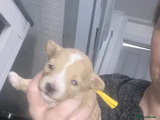 Maltipoo dogs f1 TOY maltipoos,parents dna health clear🏆blood - Advert 17