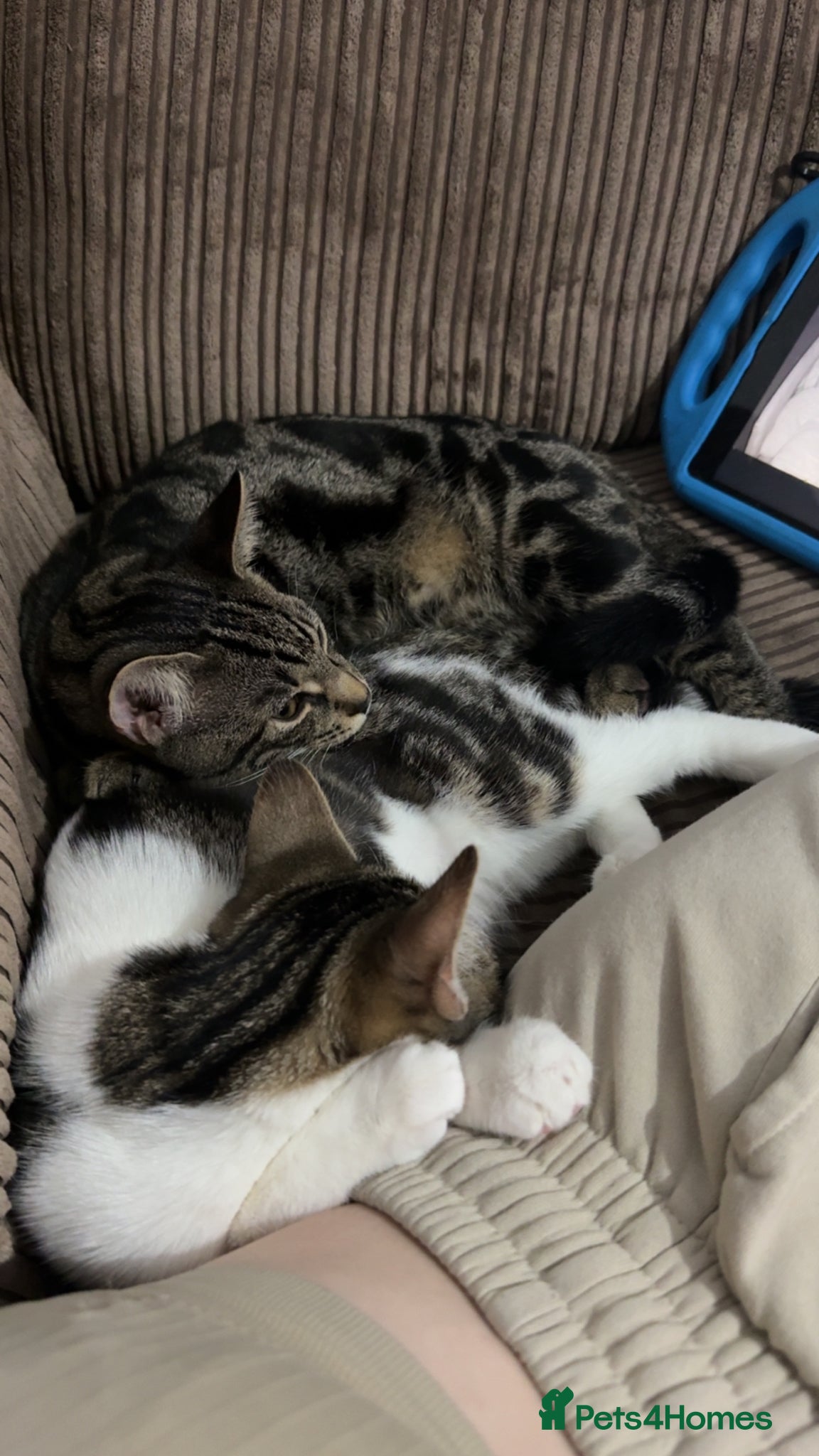 British Shorthair cats Male and Female 1 year old cats.  - Advert 1