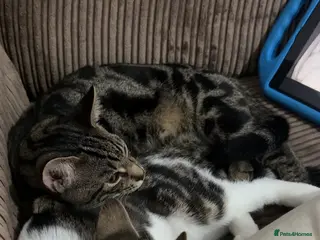 British Shorthair cats Male and Female 1 year old cats. - Advert 1