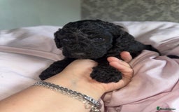Cockapoo dogs for sale: Cockapoo puppies - Image 11