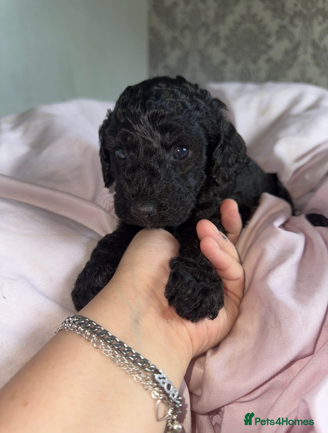 Cockapoo dogs for sale: Cockapoo puppies - Image 11